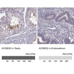 ACSBG2 Antibody, Novus Biologicals 25 &mu;L; Unlabeled:Antibodies, Polyclonal